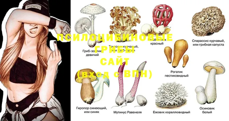 хочу   Сатка  MEGA ССЫЛКА  Галлюциногенные грибы MAGIC MUSHROOMS 